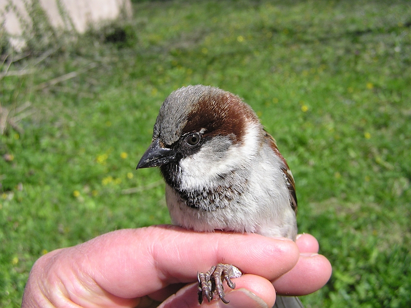 House Sparrow, Digrans 20070430